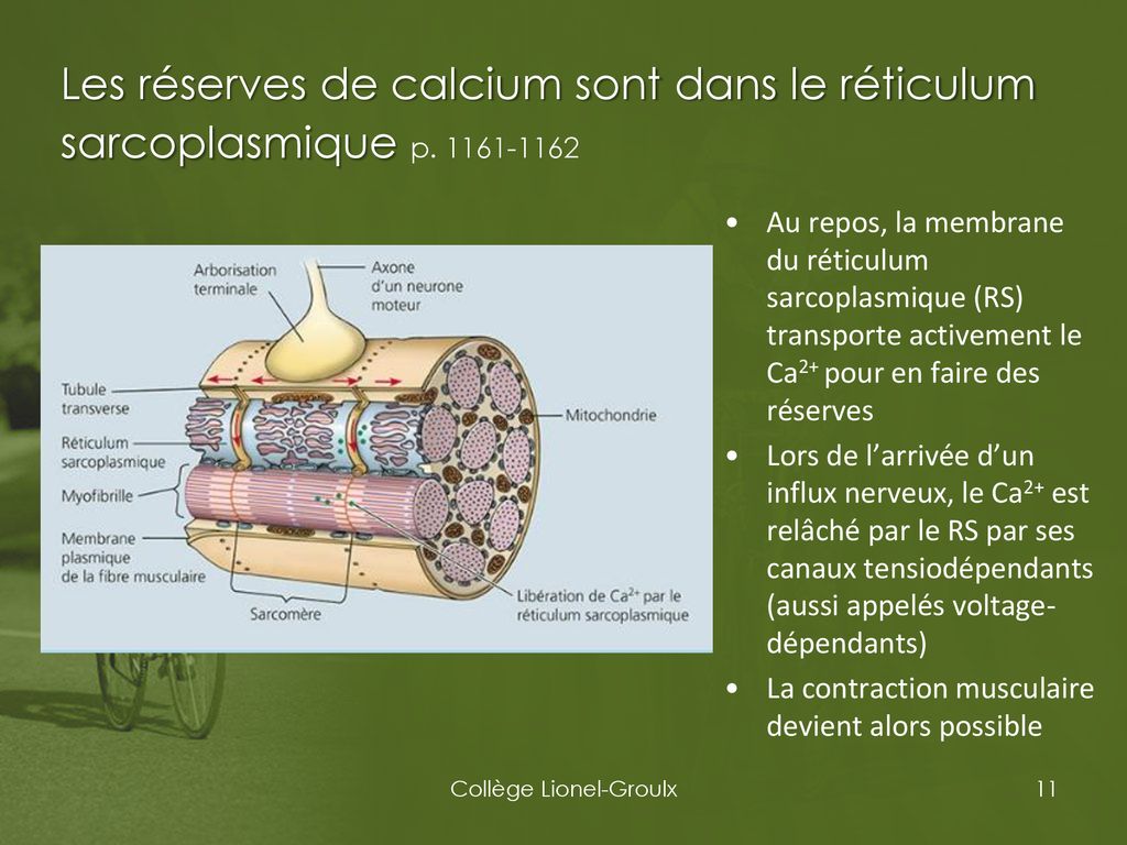 Introduction Au Syst Me Musculo Squelettique Ppt T L Charger